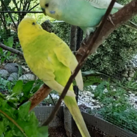 Pappagallini ondulati (cocoriti) maschi e femmine