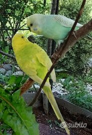 Pappagallini ondulati (cocoriti) maschi e femmine