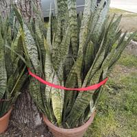 Pianta sanseveria