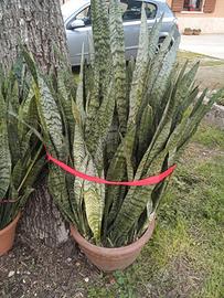 Pianta sanseveria