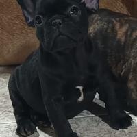 Bulldog Francese