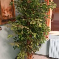 2 piante finte verde
