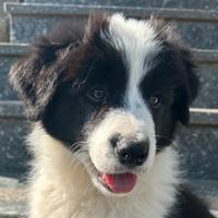 Cuccioli Border Collie con Pedigree