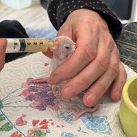 Pappagalli allevati a mano