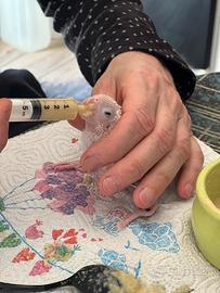 Pappagalli allevati a mano