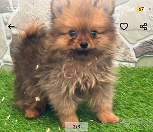 Spitz di Pomerania