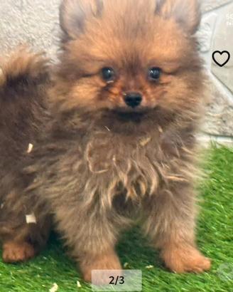 Spitz di Pomerania