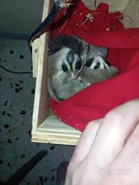 Coppia petauri dello zucchero