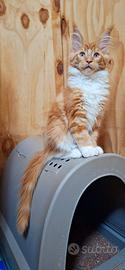 Cucciola Maine Coon con Pedigree