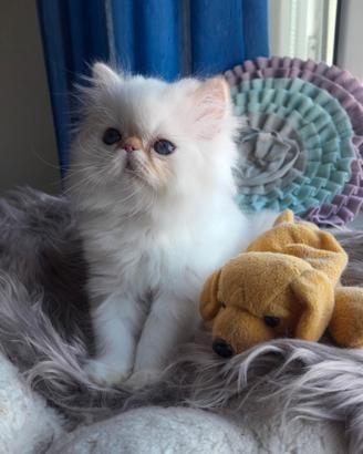 Gatti persiani