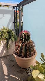 pianta grassa