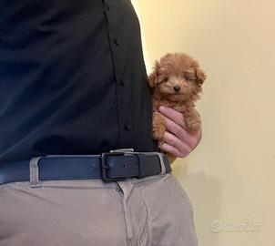 Maltipoo mini toy albicocca red disponibili