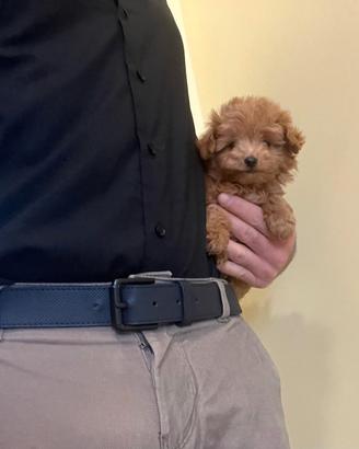 Maltipoo mini toy albicocca red disponibili