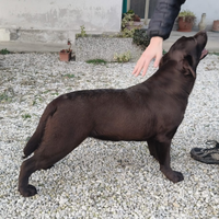 Cuccioli di labrador retriever puro chocolate