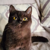 British shorthair Moka