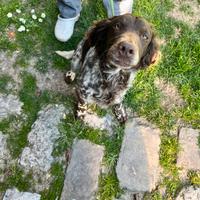 Spaniel tedesco con pedigree