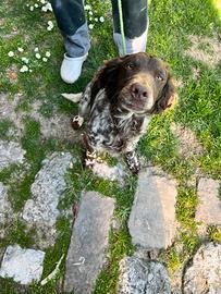 Spaniel tedesco con pedigree