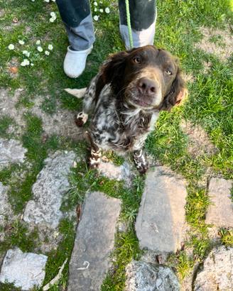 Spaniel tedesco con pedigree