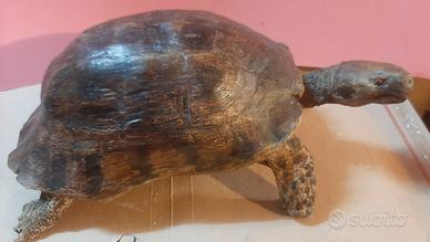 Tartaruga Marginata scultura da collezione