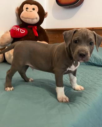 Cucciolo Amstaf con pedigree