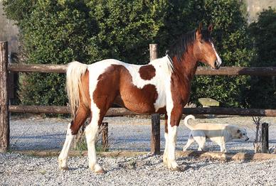 Draft Horse