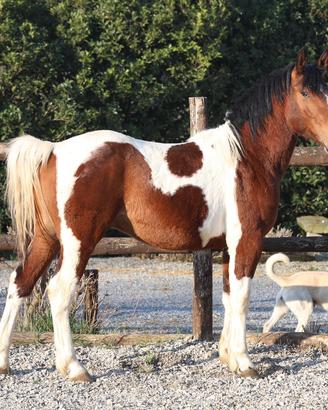 Draft Horse