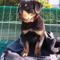 Cucciolo di rottweiler maschio