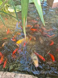 Pesci rossi per laghetto o acquario