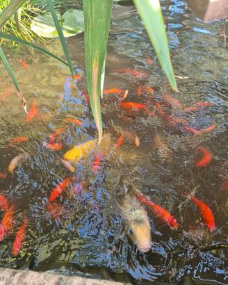 Pesci rossi per laghetto o acquario
