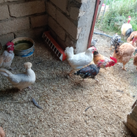 Galletti nani collo nudo