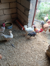 Galletti nani collo nudo