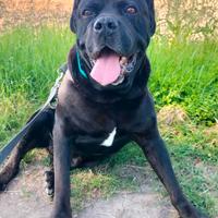 Cane corso in adozione