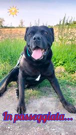 Cane corso in adozione