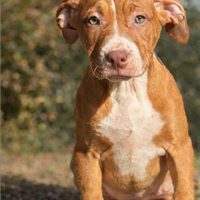 Cuccioli American Pitbull terrier