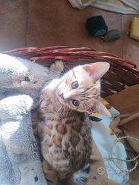 Dolcissima Gattina Bengala manto unico #pedegree