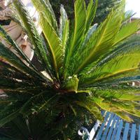 Piante di Cycas