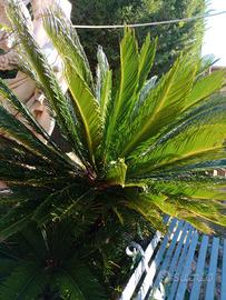 Piante di Cycas
