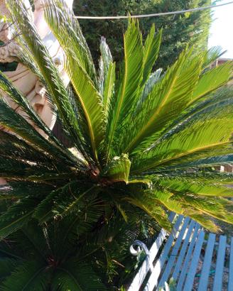 Piante di Cycas