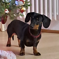 Bassotto maschio da monta