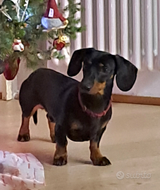 Bassotto maschio da monta