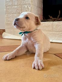 Ultimi due cuccioli di Cane Corso