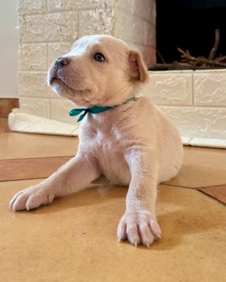 Ultimi due cuccioli di Cane Corso