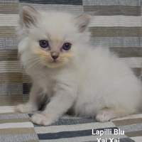 Ragdoll con PEDIGREE