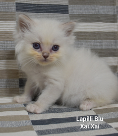 Ragdoll con PEDIGREE