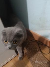 Scottish Fold
