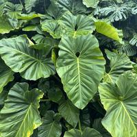 colocasia esculenta cormo pianta