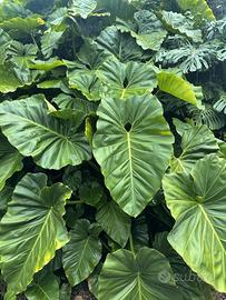 colocasia esculenta cormo pianta