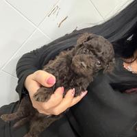 Barboncino cioccolato