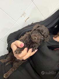 Barboncino cioccolato