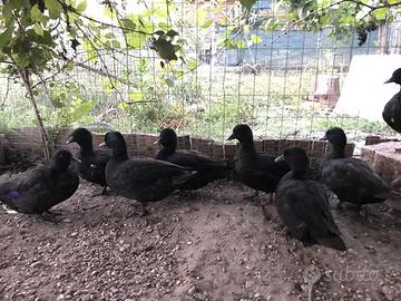 Tris anatre nane nere call duck